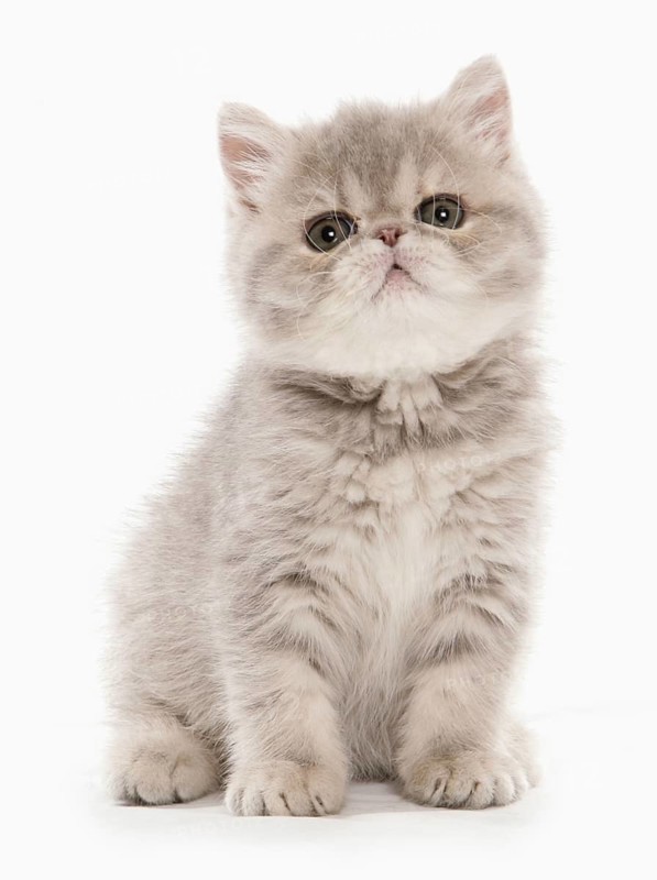 Exotic Shorthair