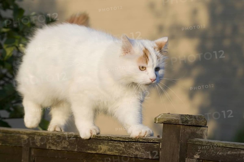 Turkish van runs over garden fence