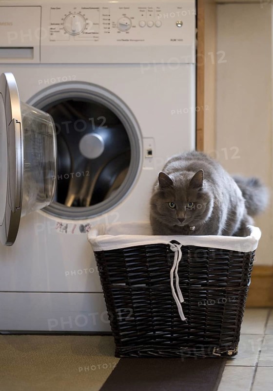 Domestic Cat