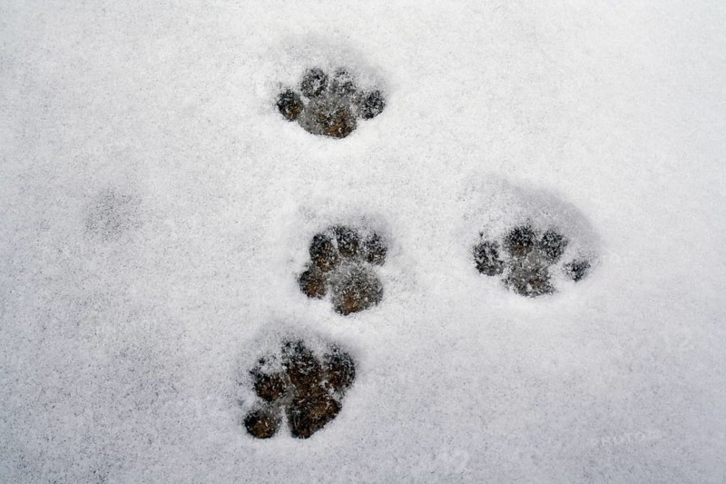 Domestic cats