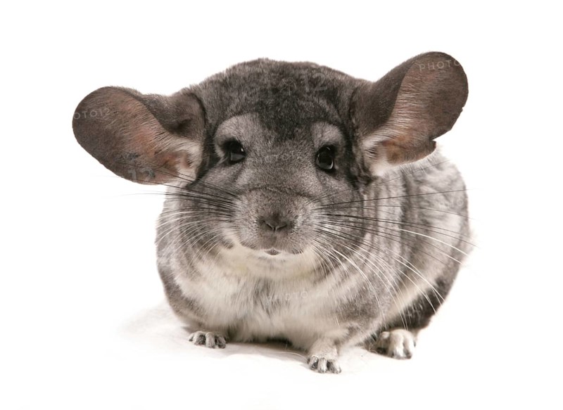 Chinchilla