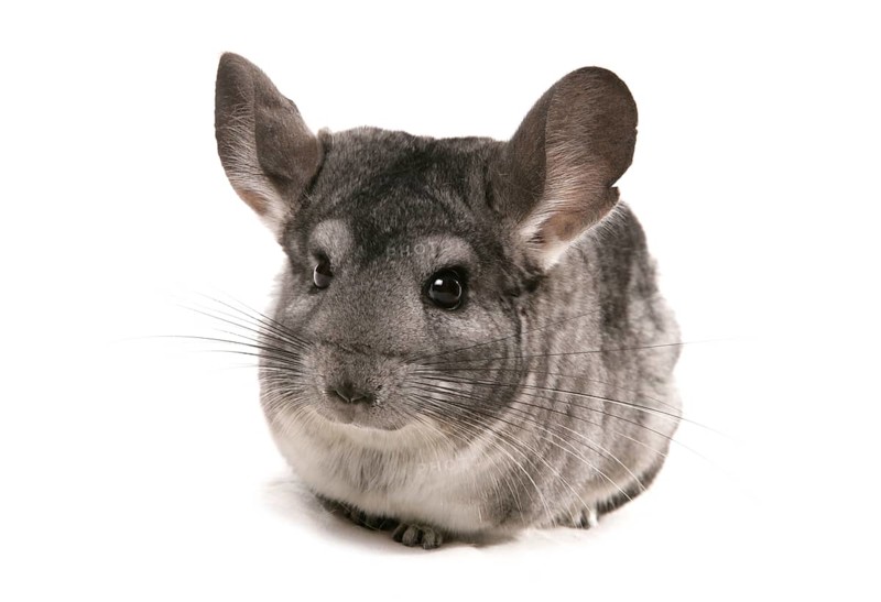 Chinchilla
