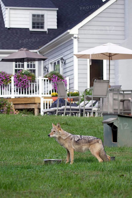 Coyote