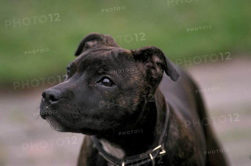 DogDomestic Staffordshire Bull Terrier