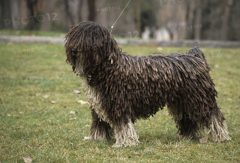 Domestic dog