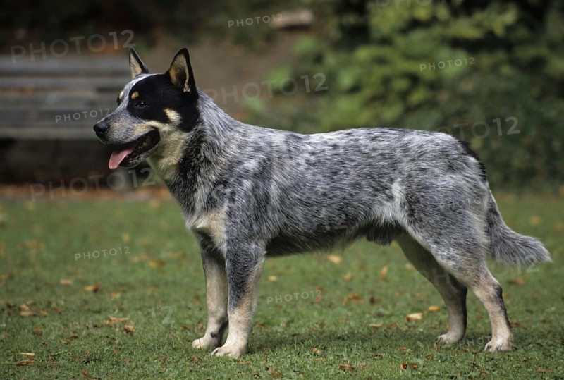 Domestic Dog