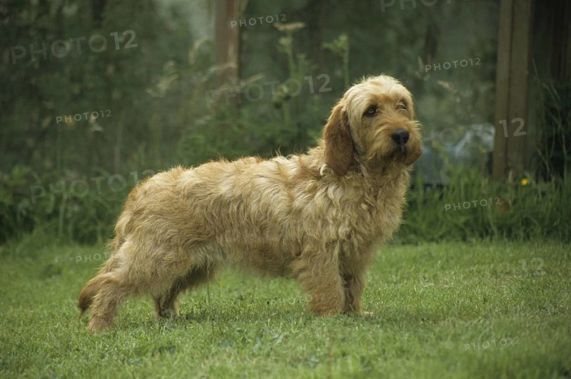 Domestic Dog