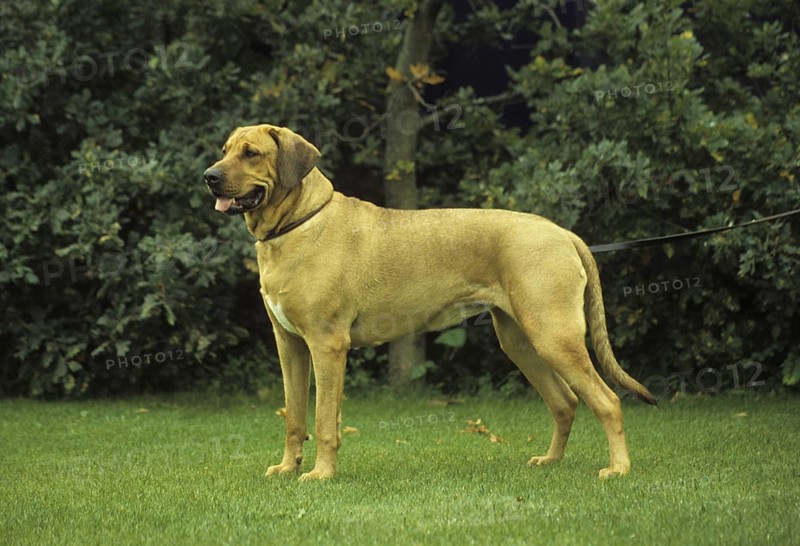 Domestic Dog