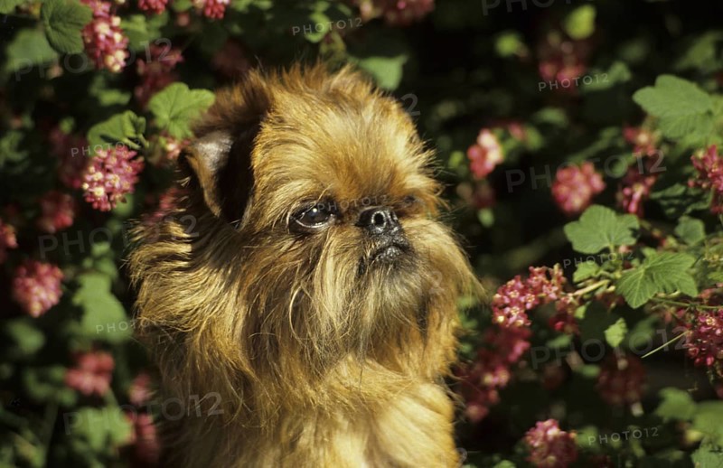 Domestic dog