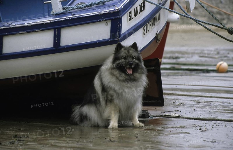 Domestic dog