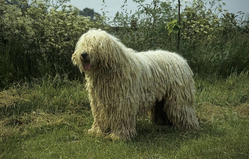 Domestic Dog