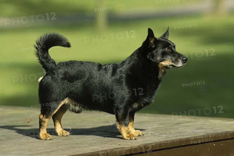 Domestic Dog