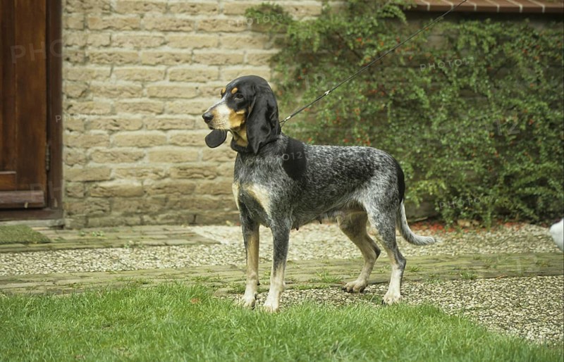 Lucerne Hound