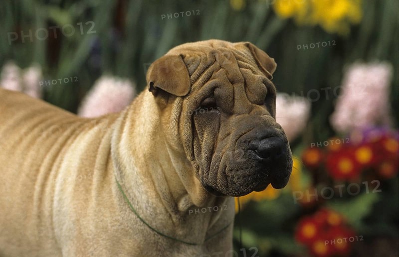 Domestic dog