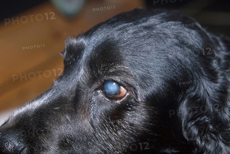 English Cocker Spaniel with cataract