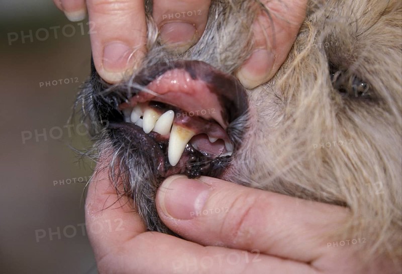 Teeth check for Cairn Terrier