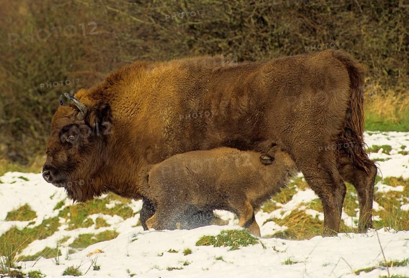 European bisons