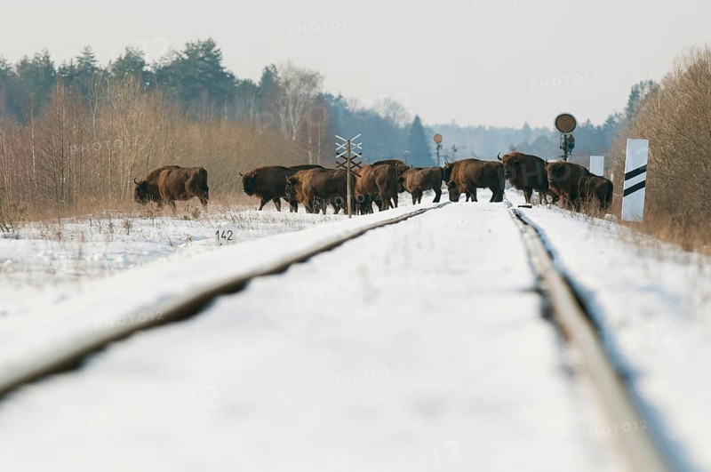 European european bison
