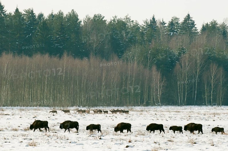 Herd of european bison