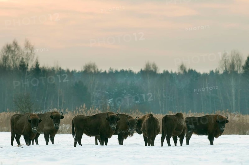 European european bison