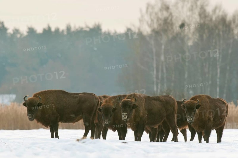 European european bison