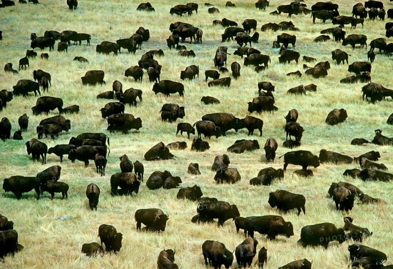 North American Bison
