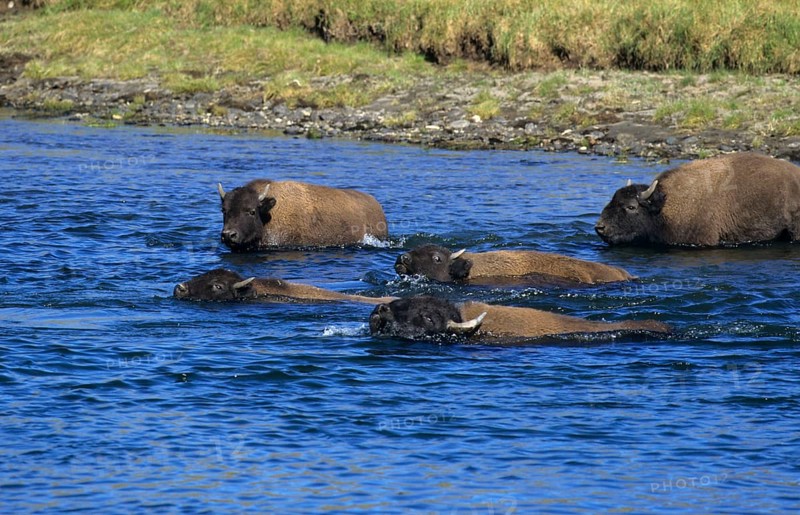 American bison