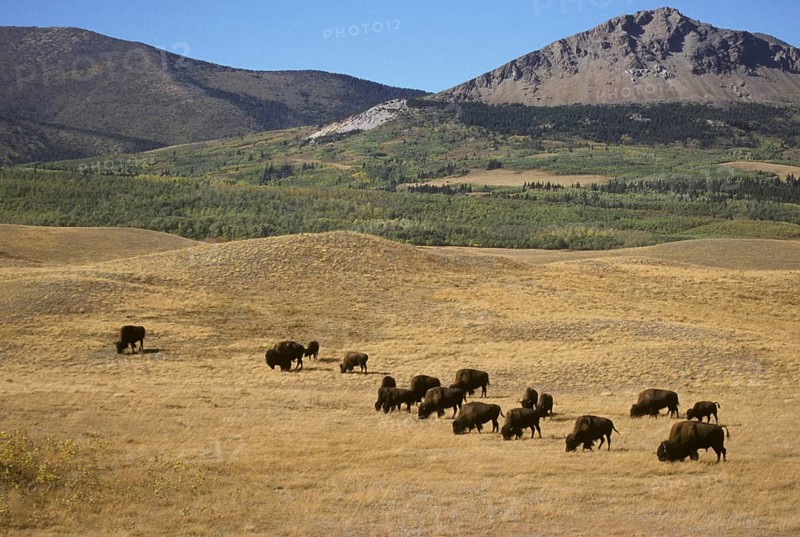 Bison