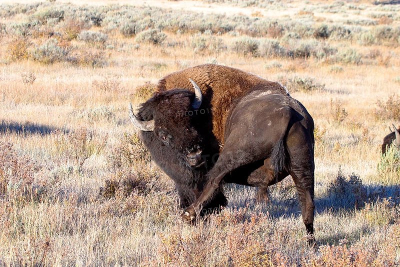 Bison