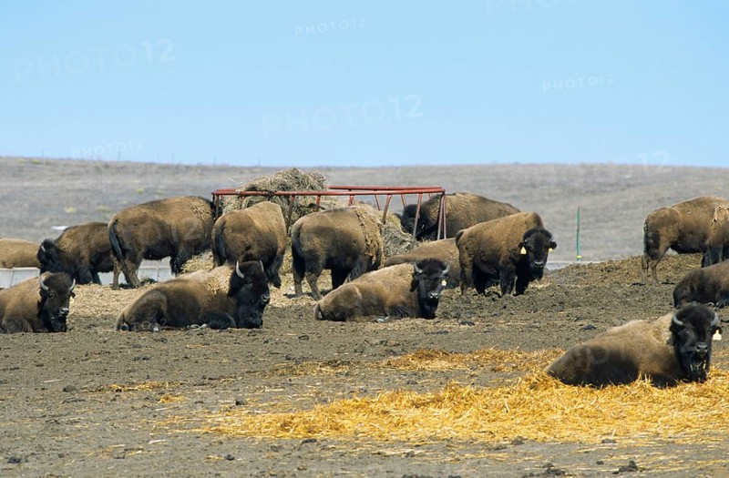 American bison