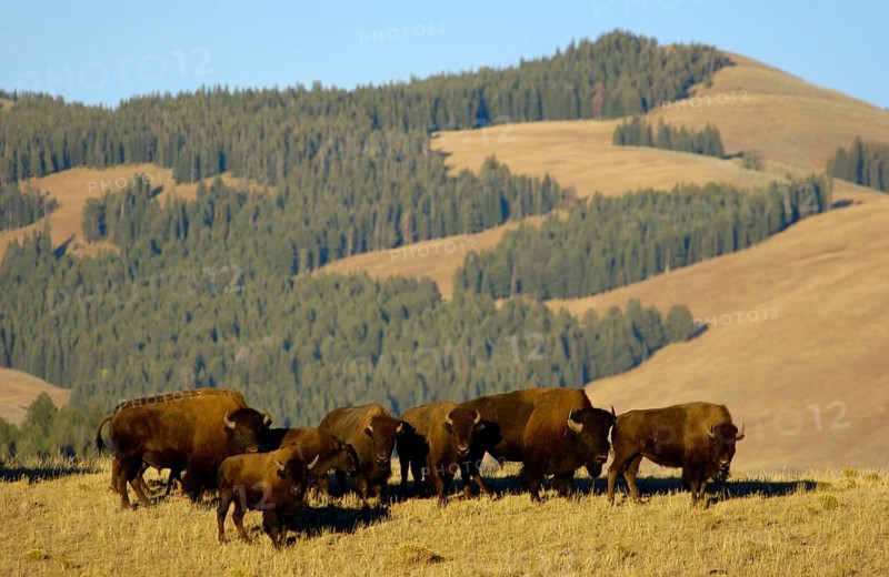 North American Bison