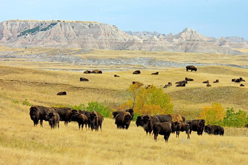 North American Bison