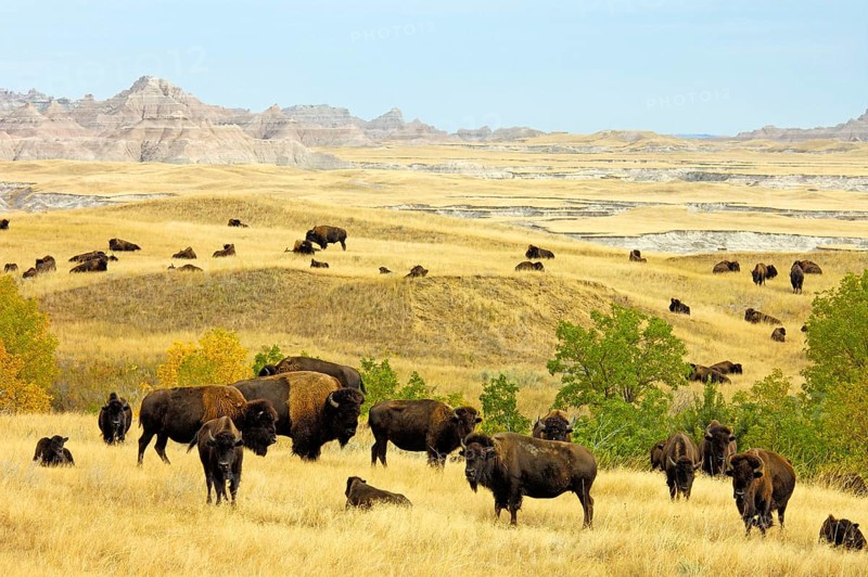 North American Bison
