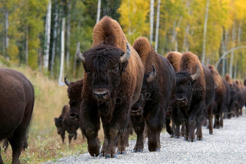 Herd of bison