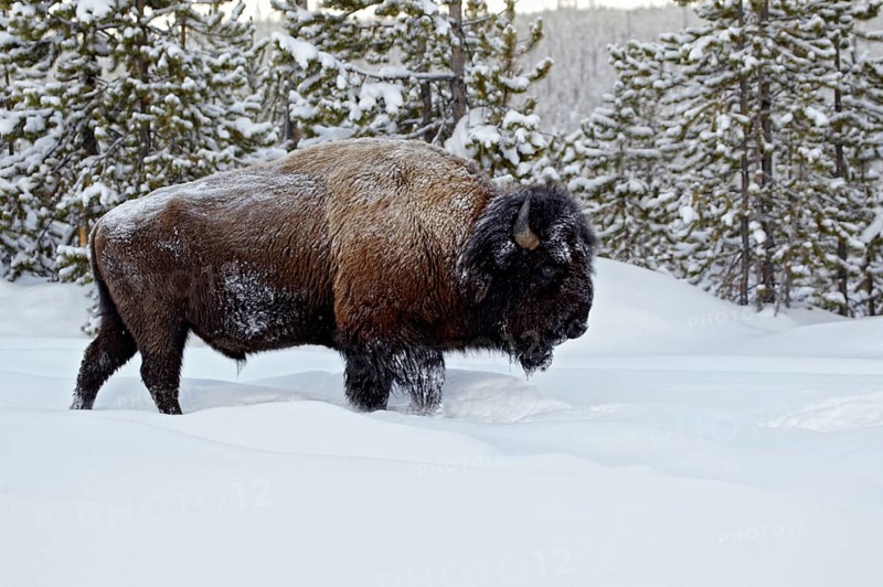North American Bison