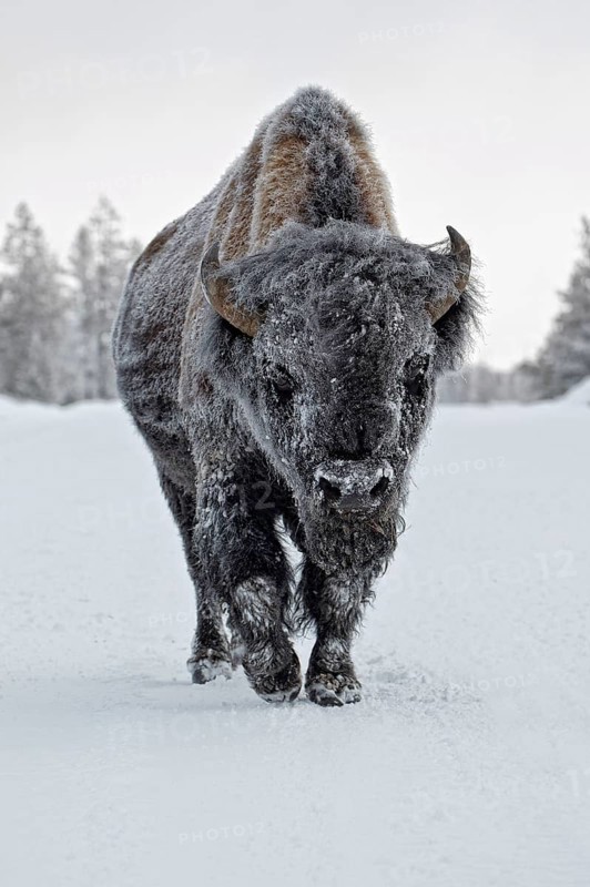 North American Bison
