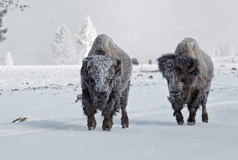 North American Bison