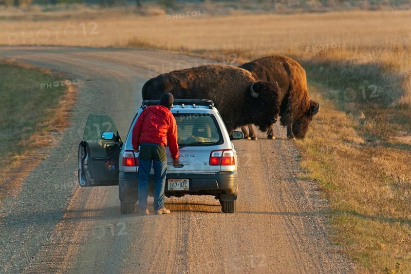 North American bison