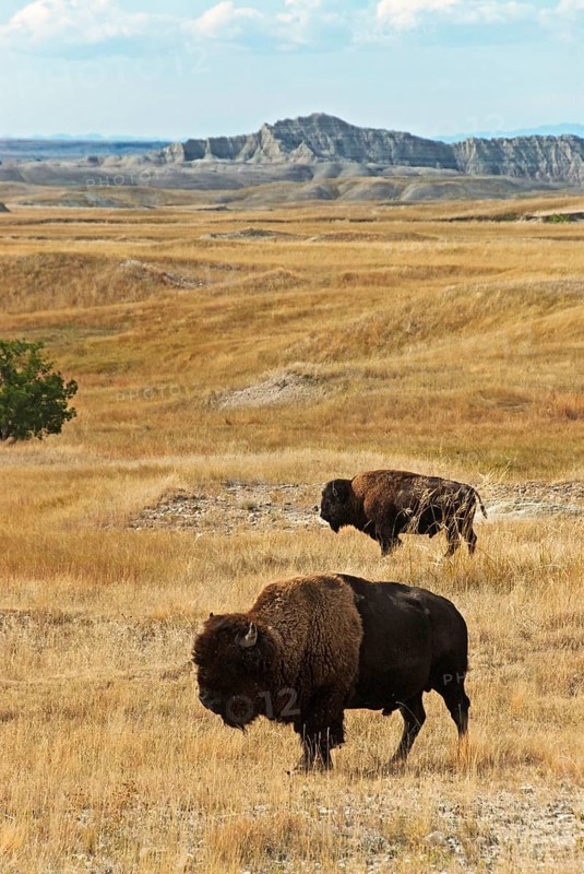 American bison