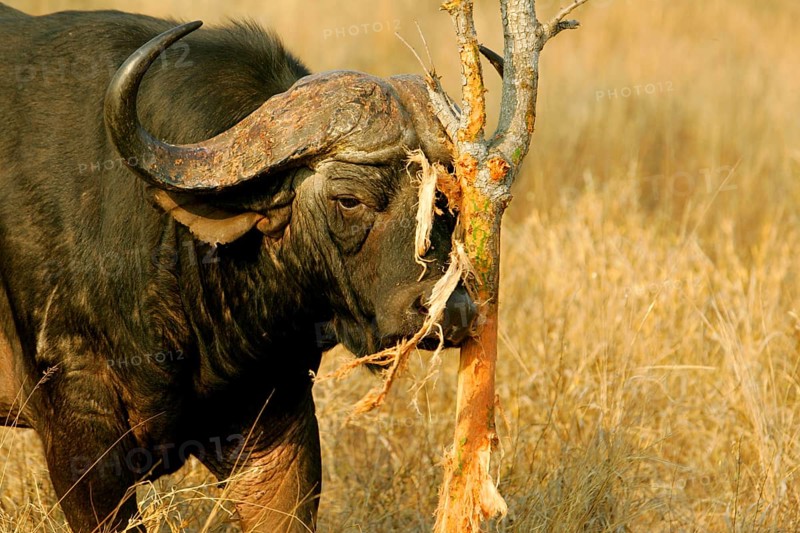 African buffalo