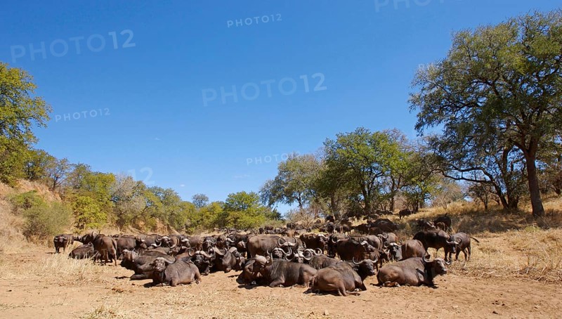 African buffalo