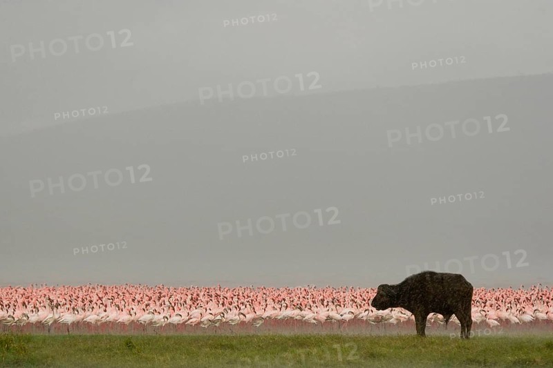 African buffalo