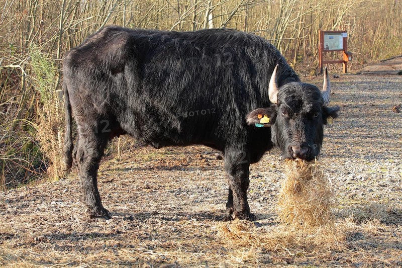 Bubalus arnee f. bubalis