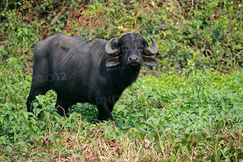 Bubalus arnee f. bubalis