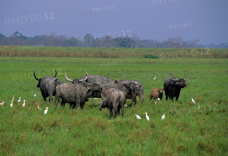 Bubalus arnee f. bubalis