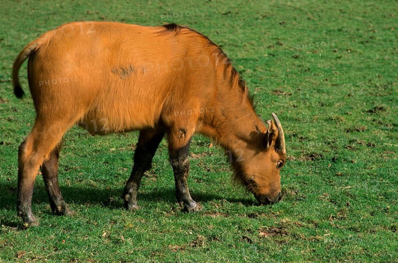 Red Buffalo