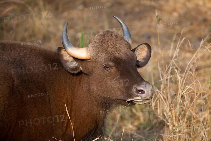 Gaur