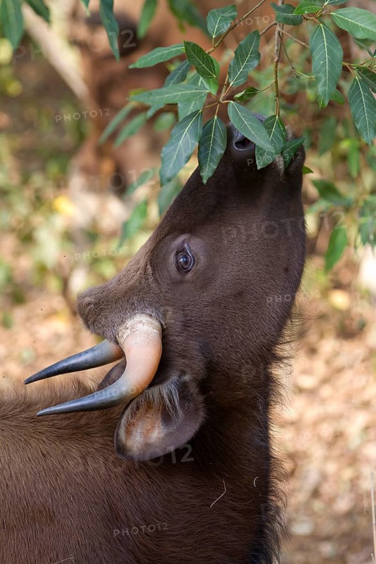 Gaur