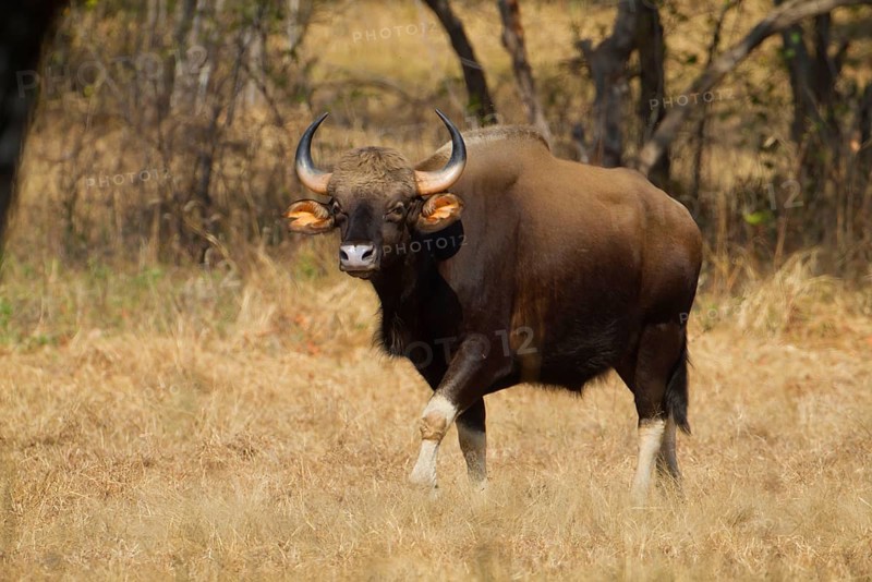 Gaur