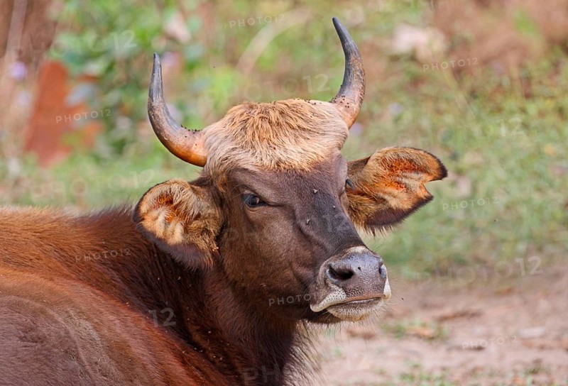 Gaur